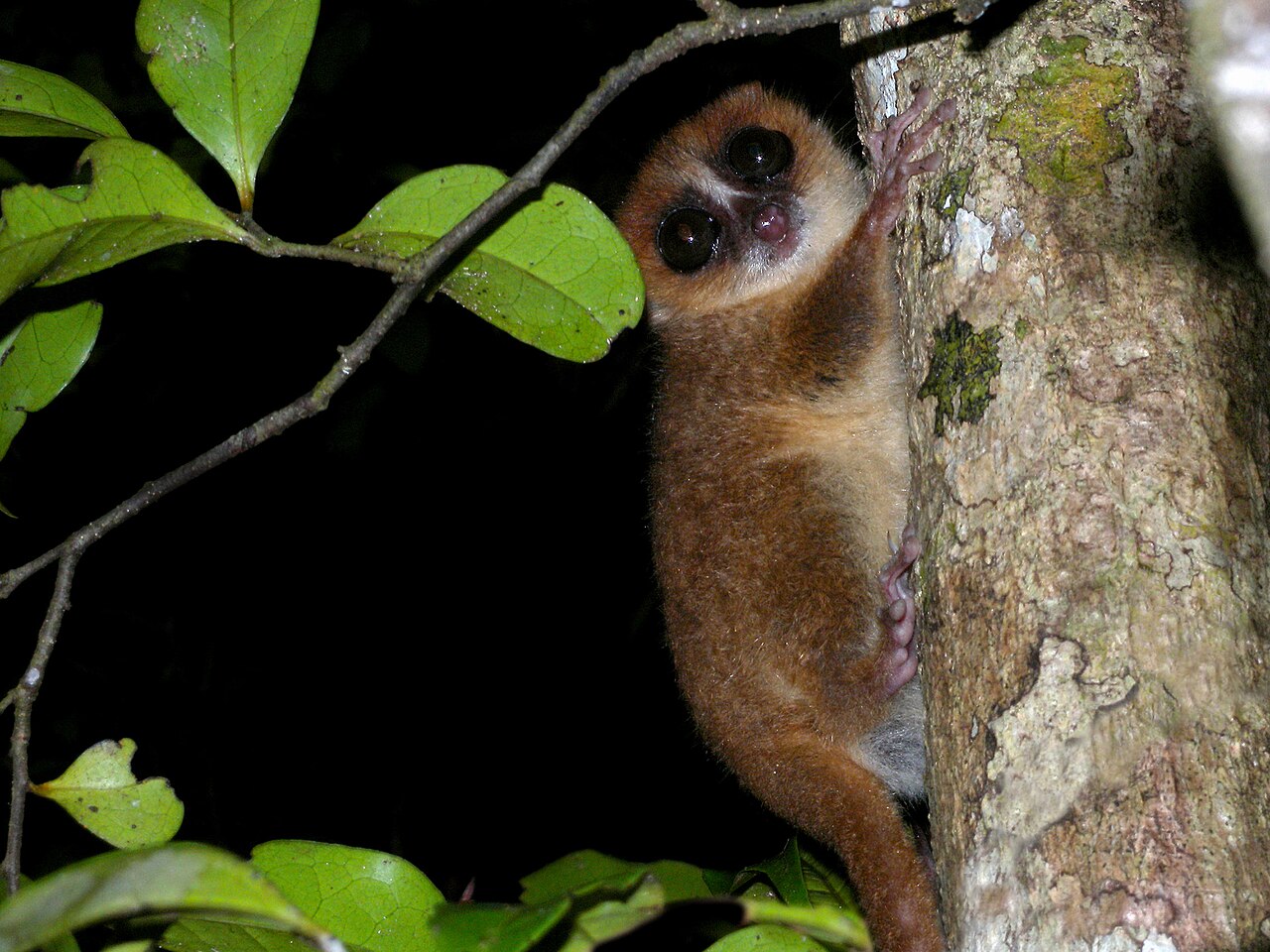 Nosy Mangabe