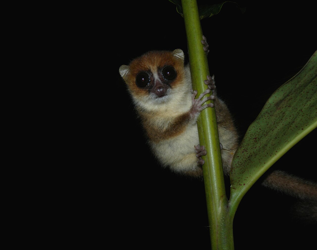 Nosy Mangabe