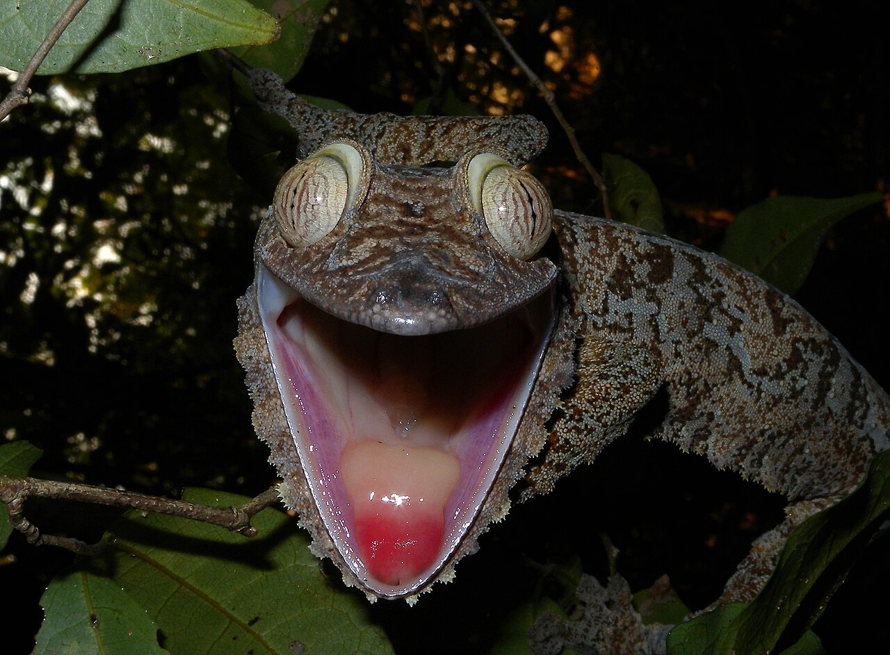 Nosy Mangabe