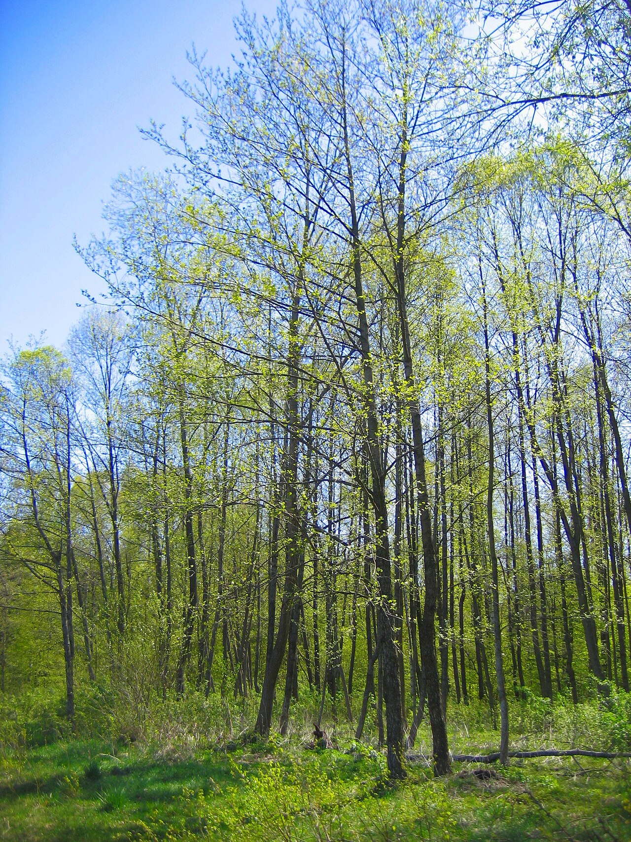 Białowieża Forest