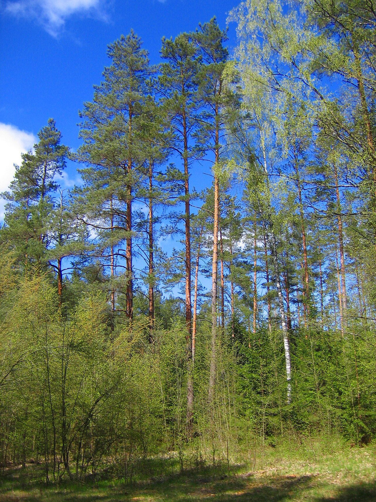 Białowieża Forest