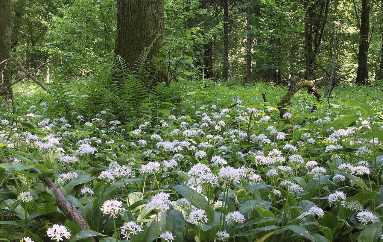 Białowieża Forest