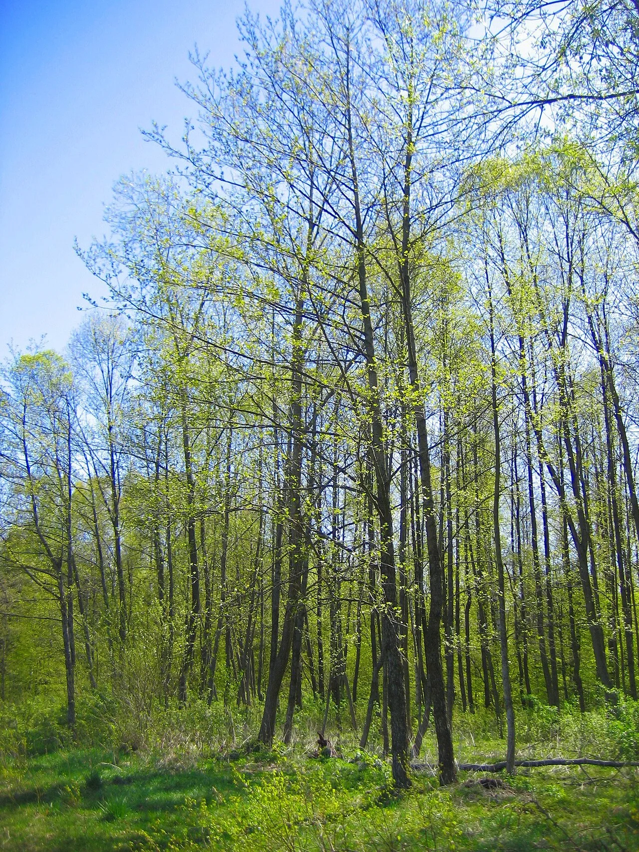 Białowieża Forest