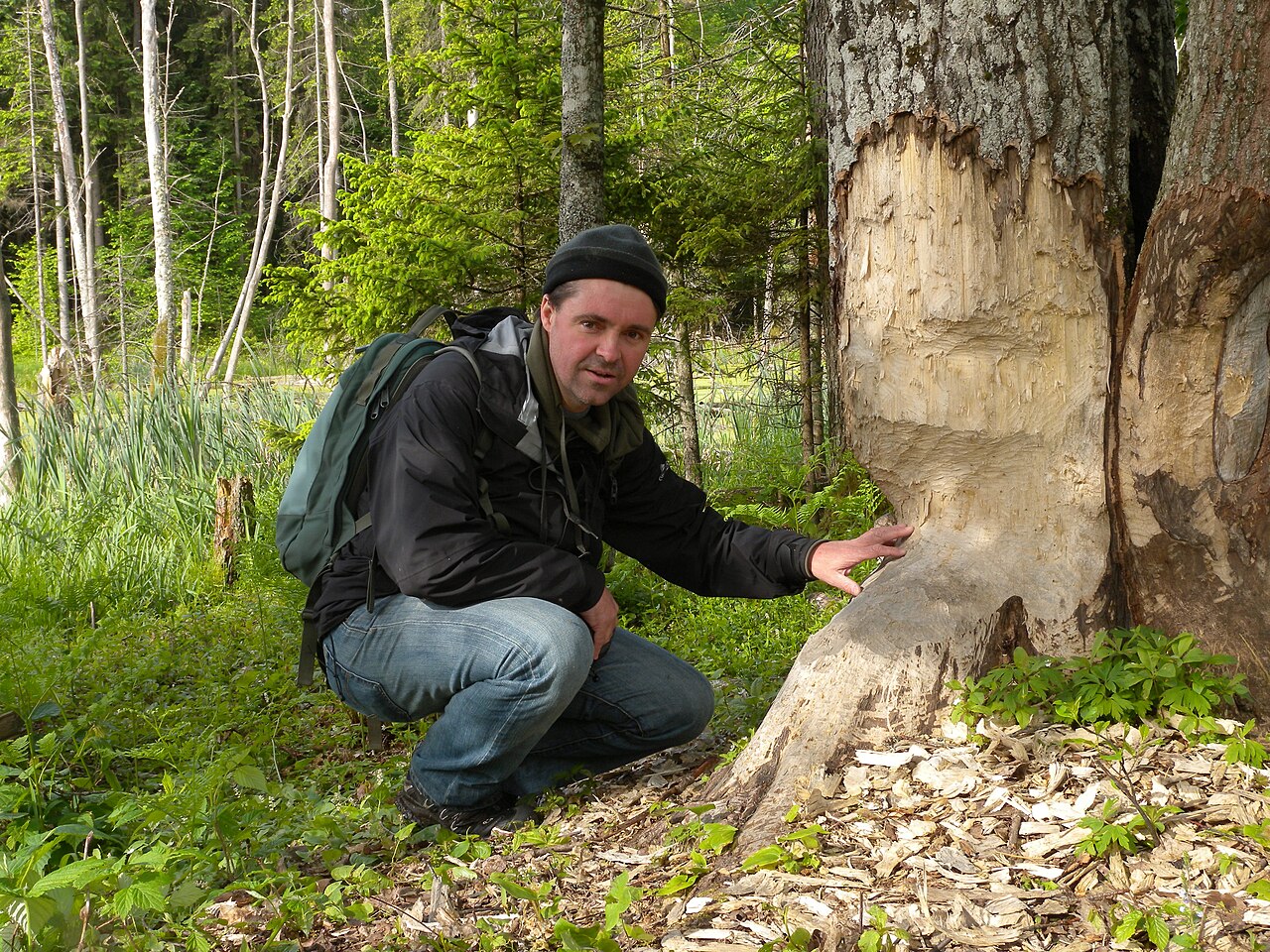 Białowieża National Park