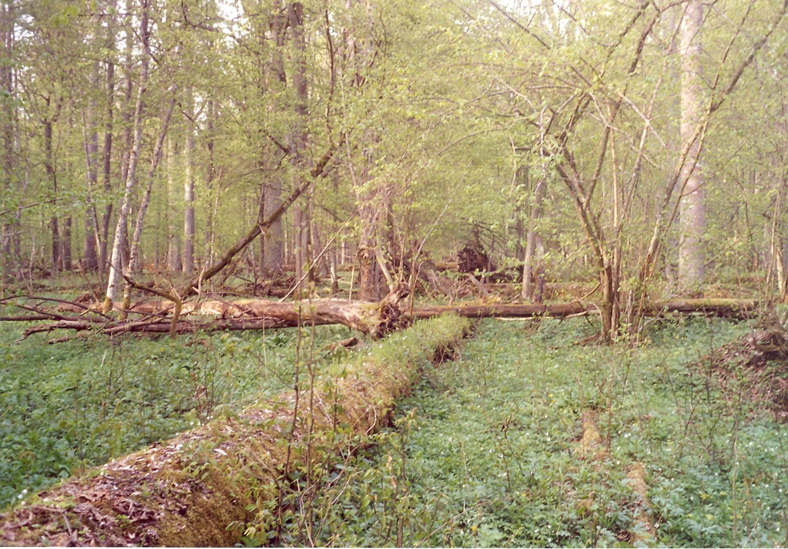 Białowieża National Park