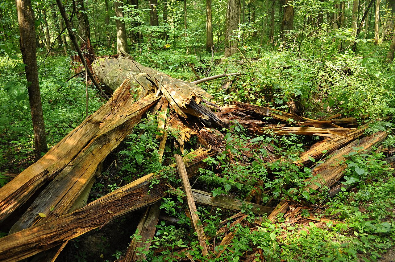 Białowieża National Park