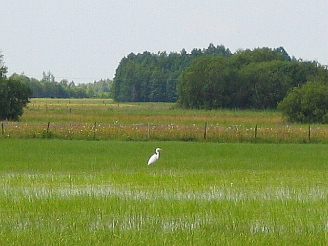 Biebrza Marshes