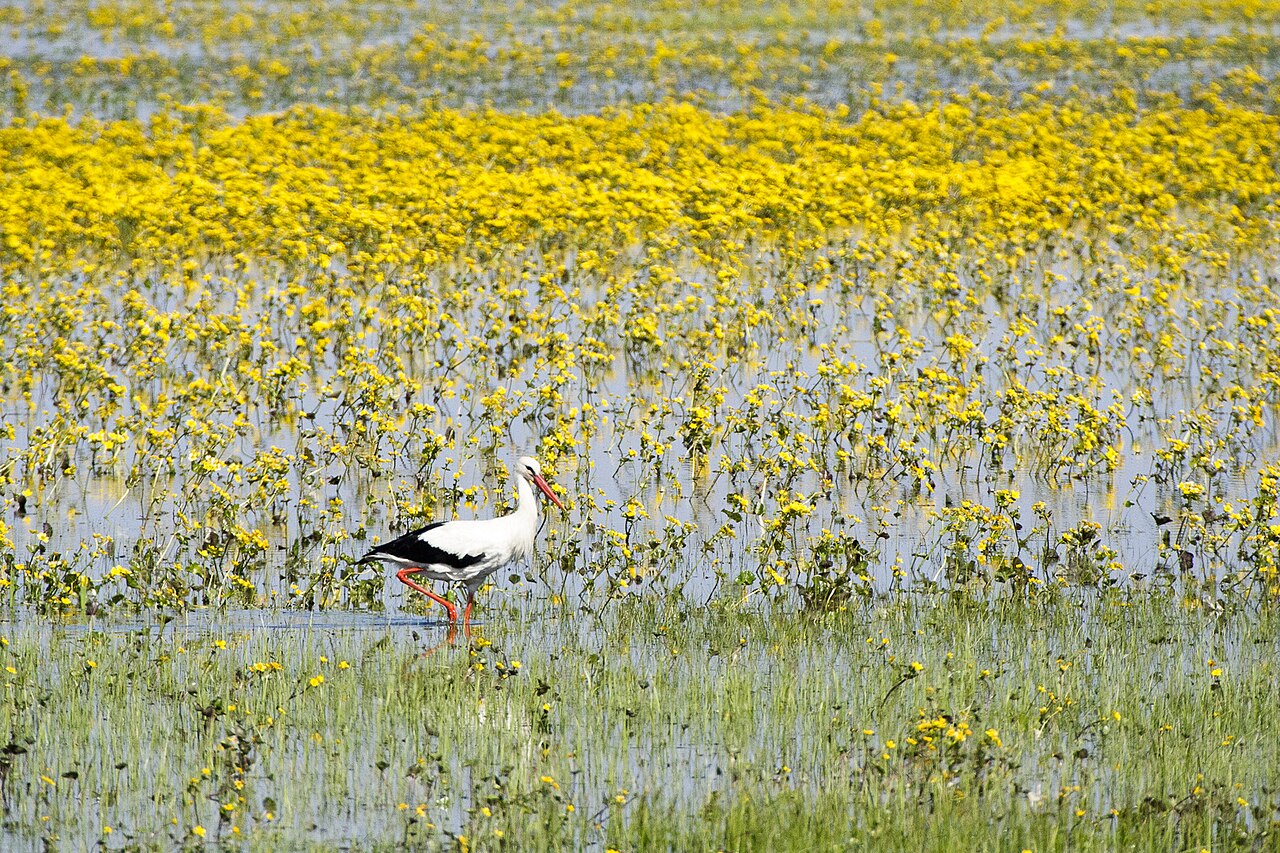Biebrza Marshes