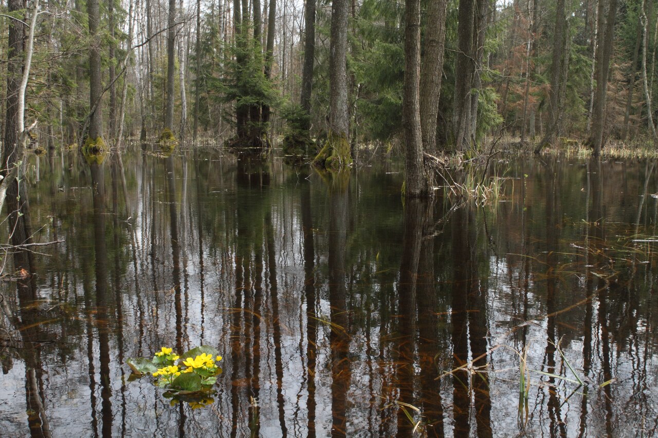 Biebrza Marshes