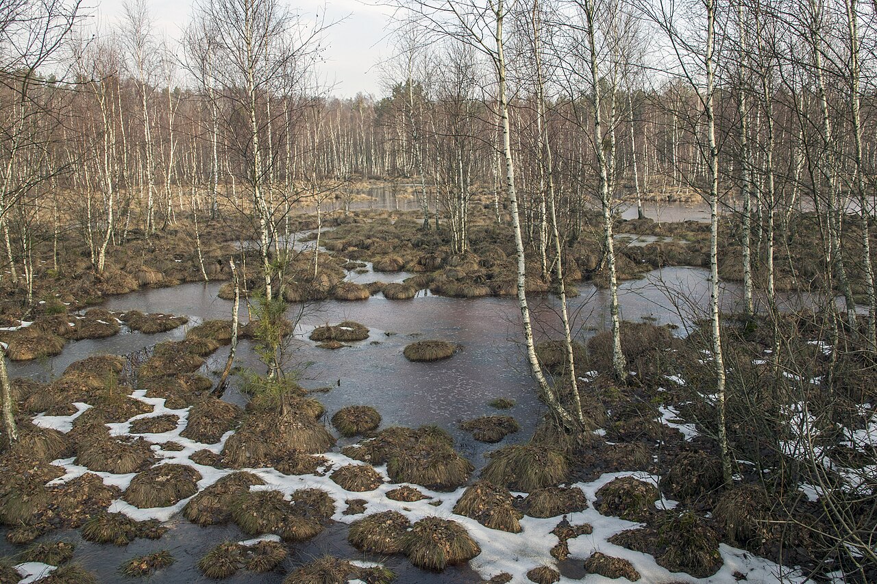 Biebrza Marshes