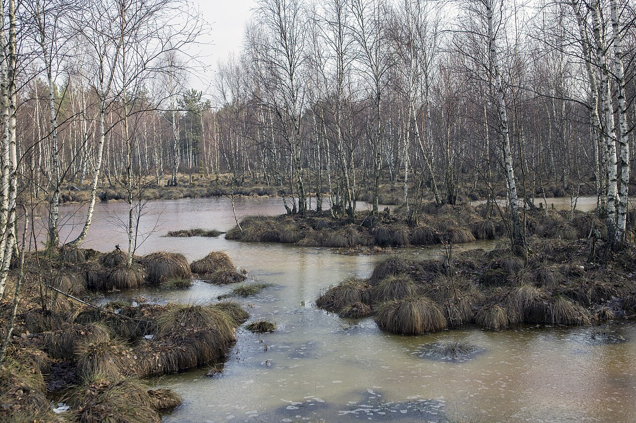 Biebrza Marshes