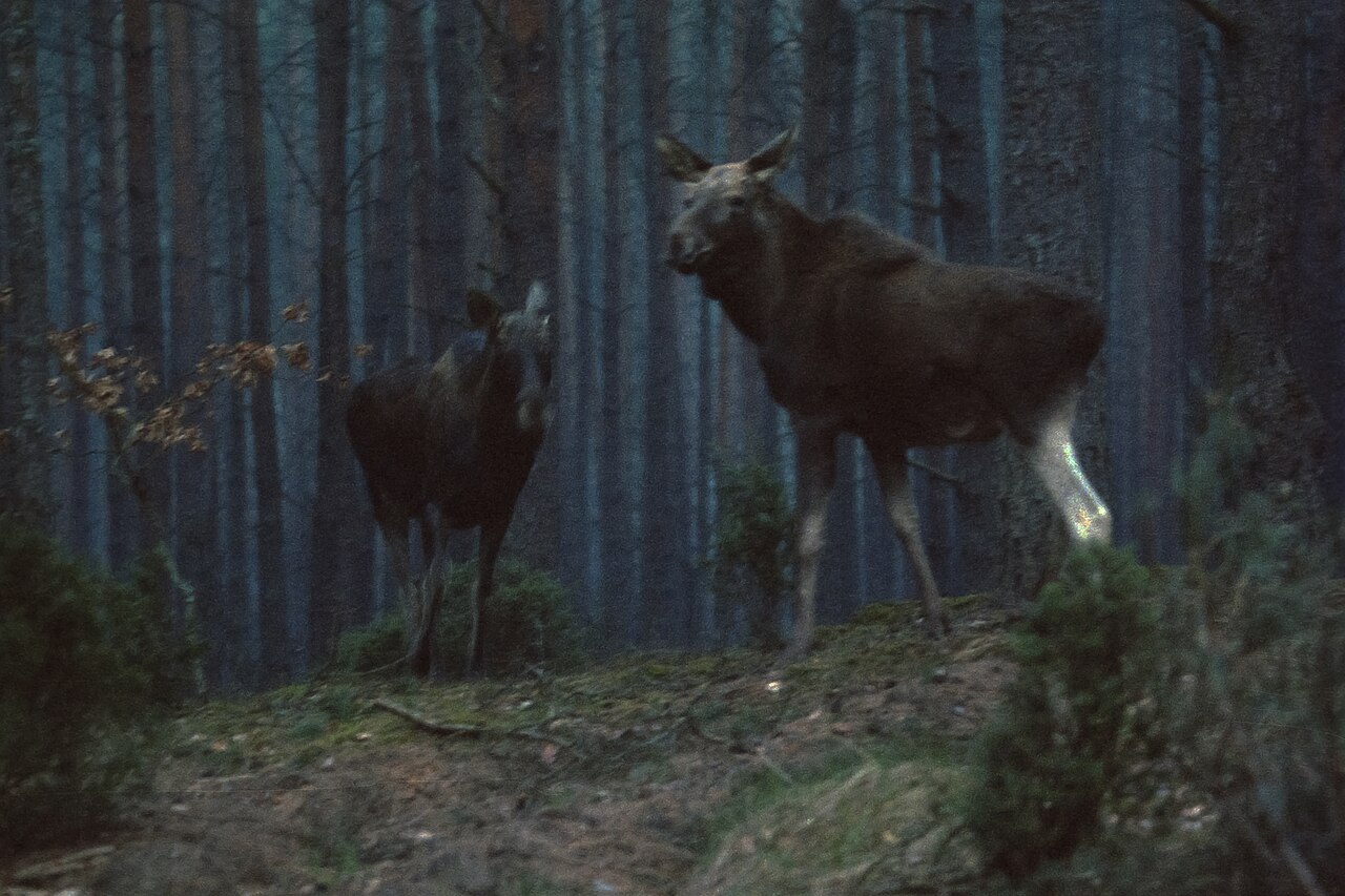 Biebrza National Park