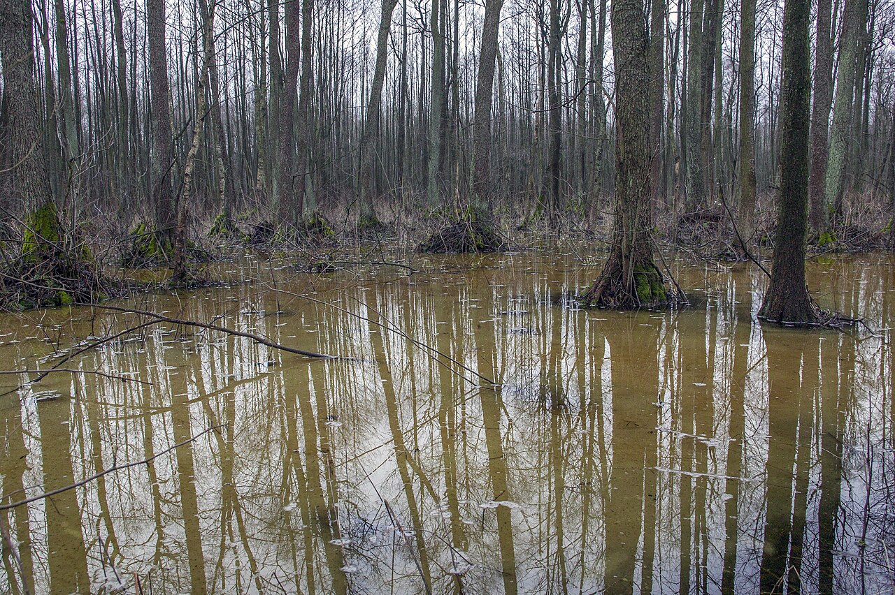Biebrza National Park