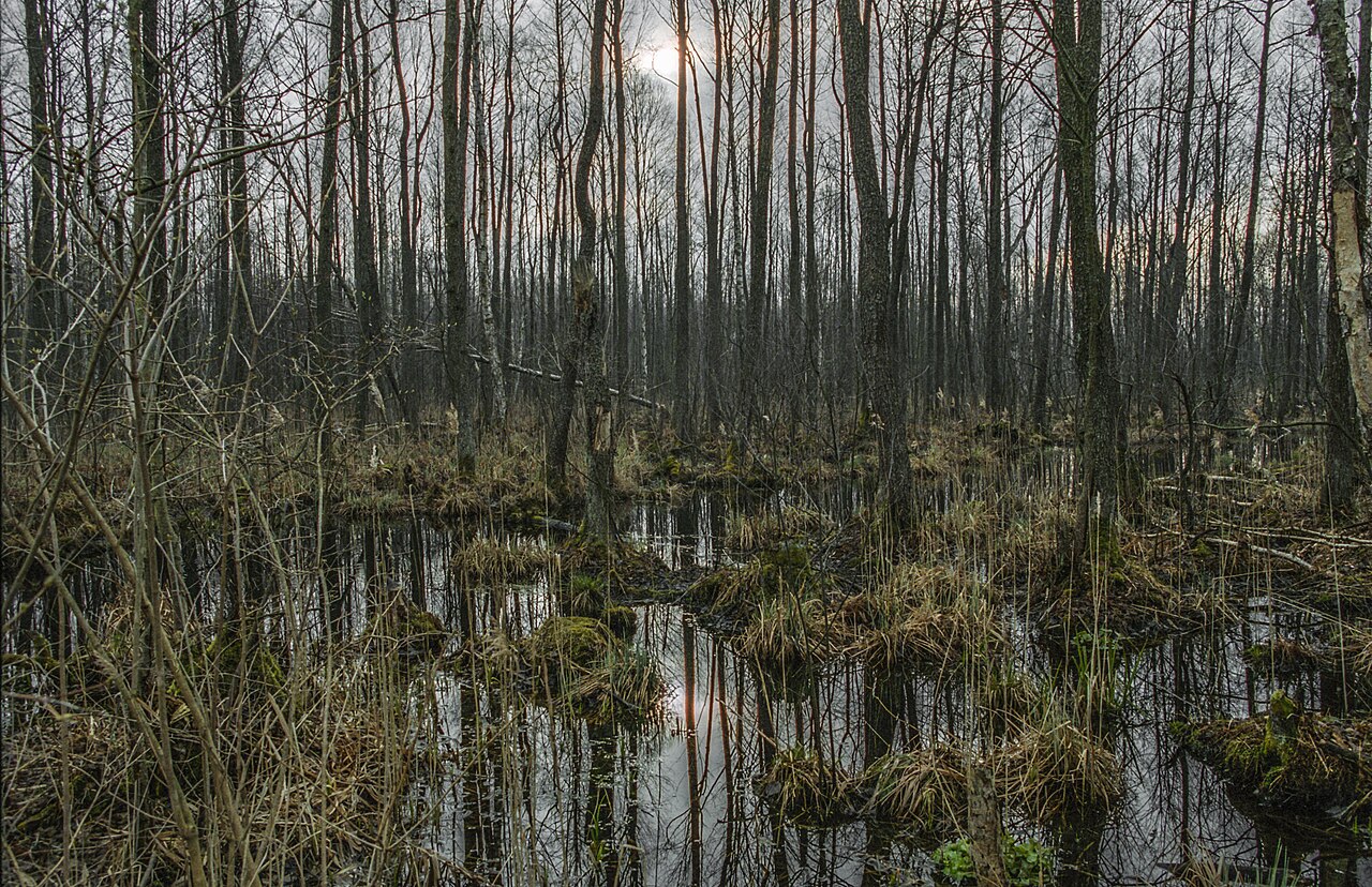 Biebrza National Park