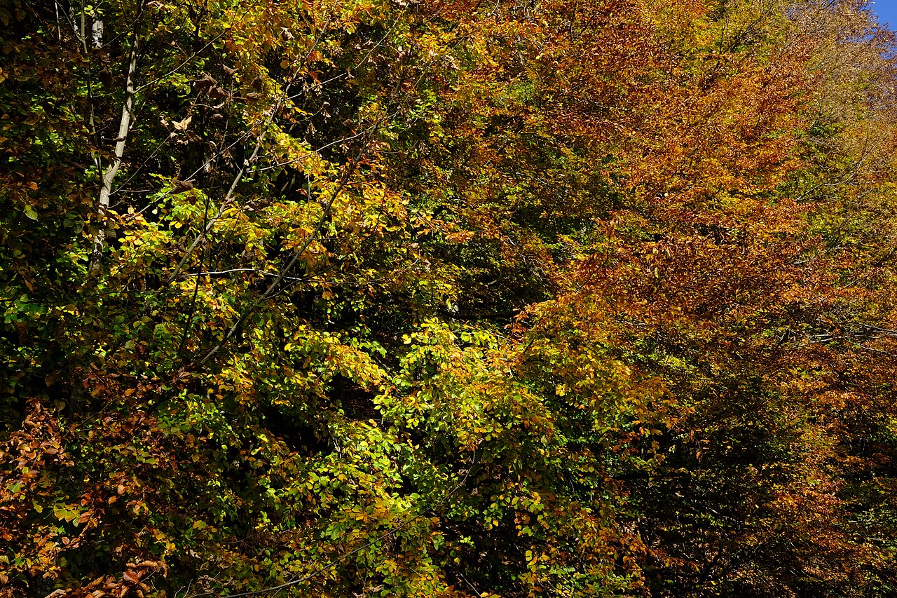 Bieszczady National Park