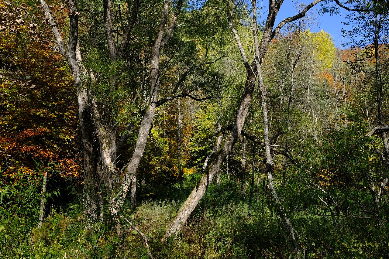 Bieszczady National Park