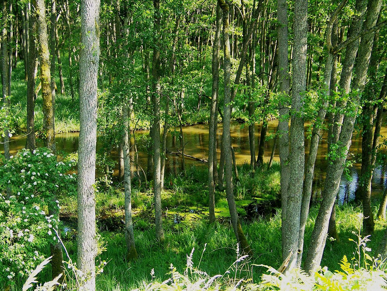 Drawa National Park