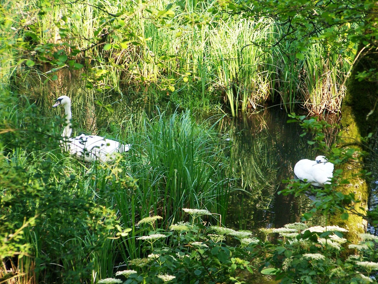 Drawa National Park