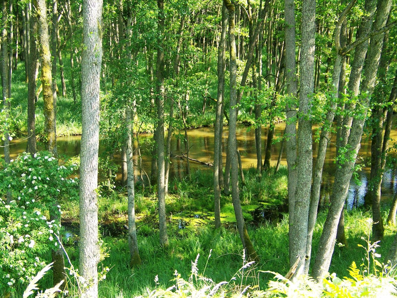 Drawa National Park