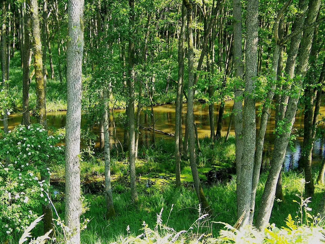 Drawa National Park