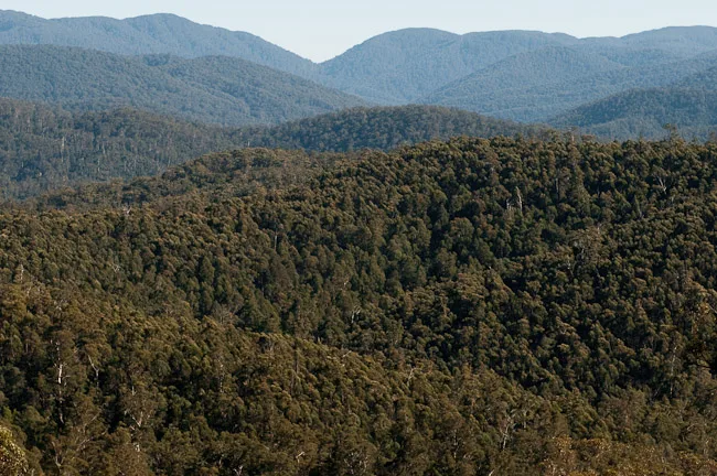 Errinundra National Park