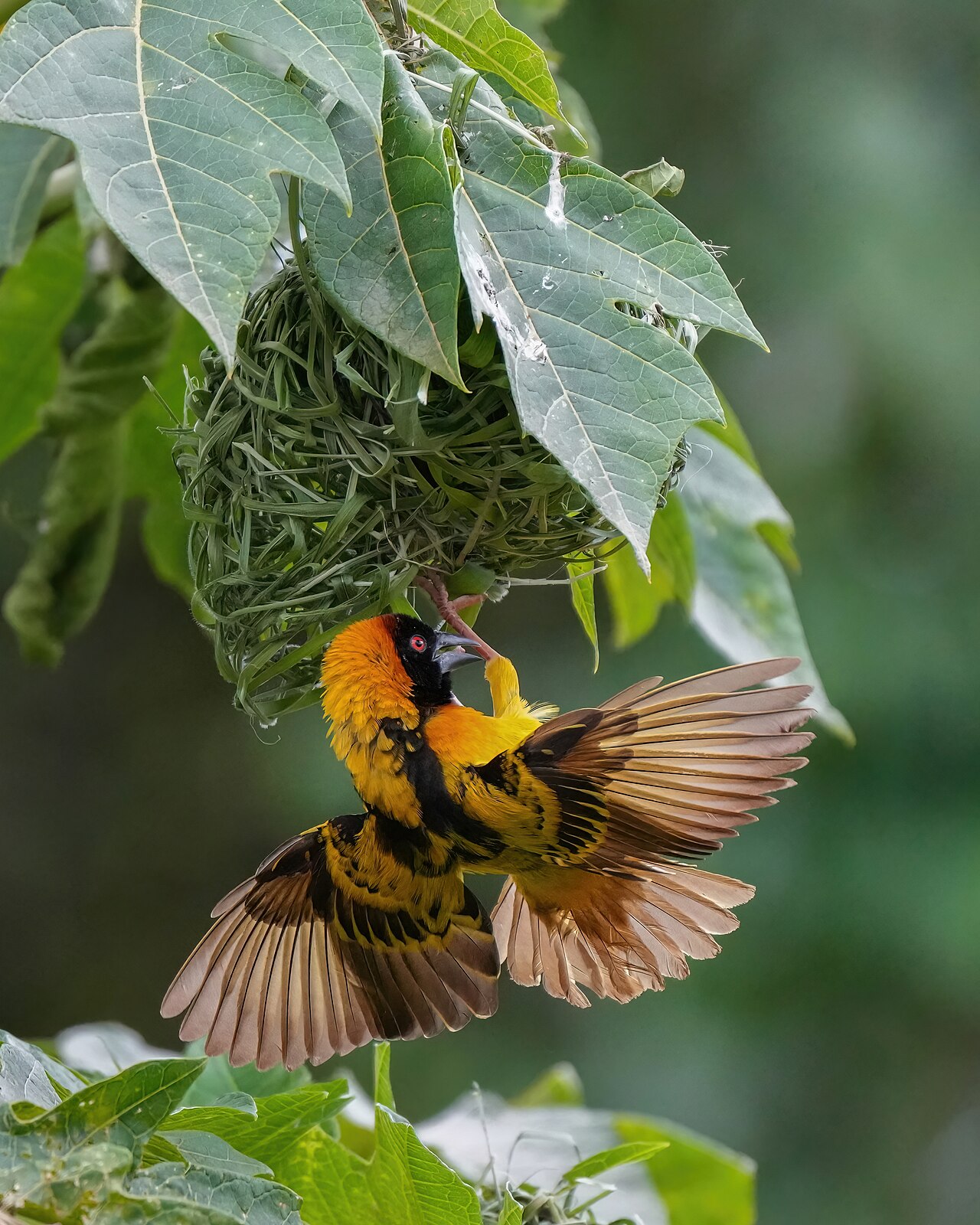 Language nest