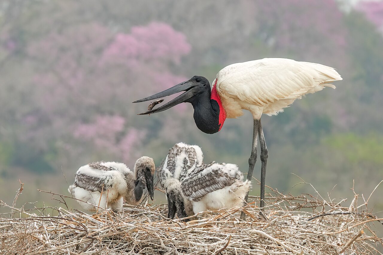 Language nest