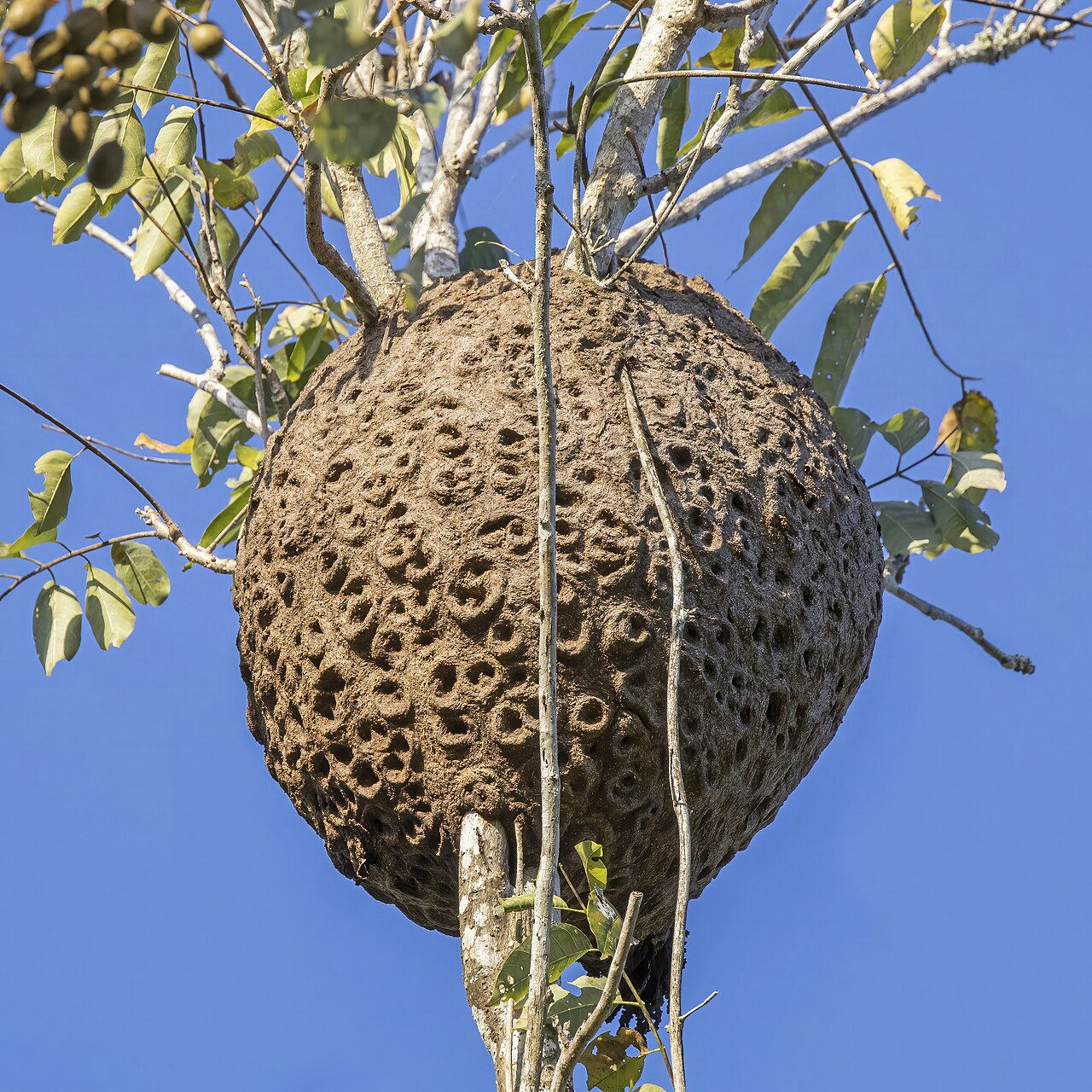 Language nest