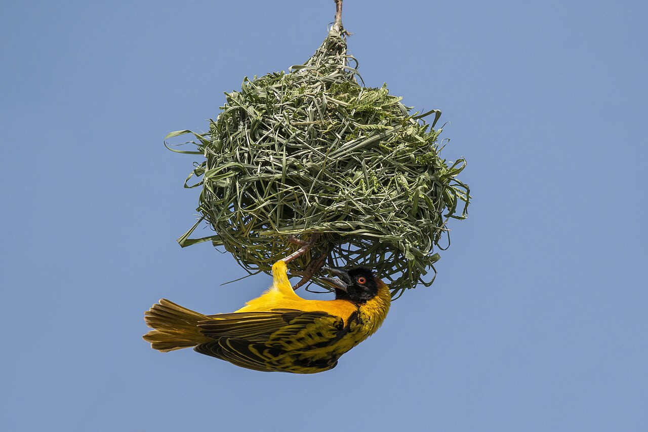 Language nest