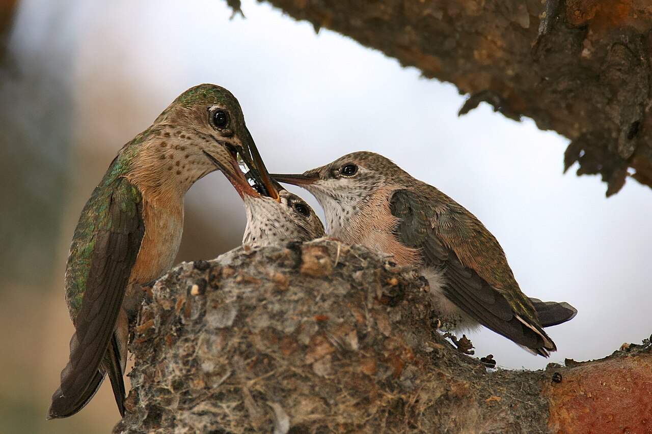 Language nest