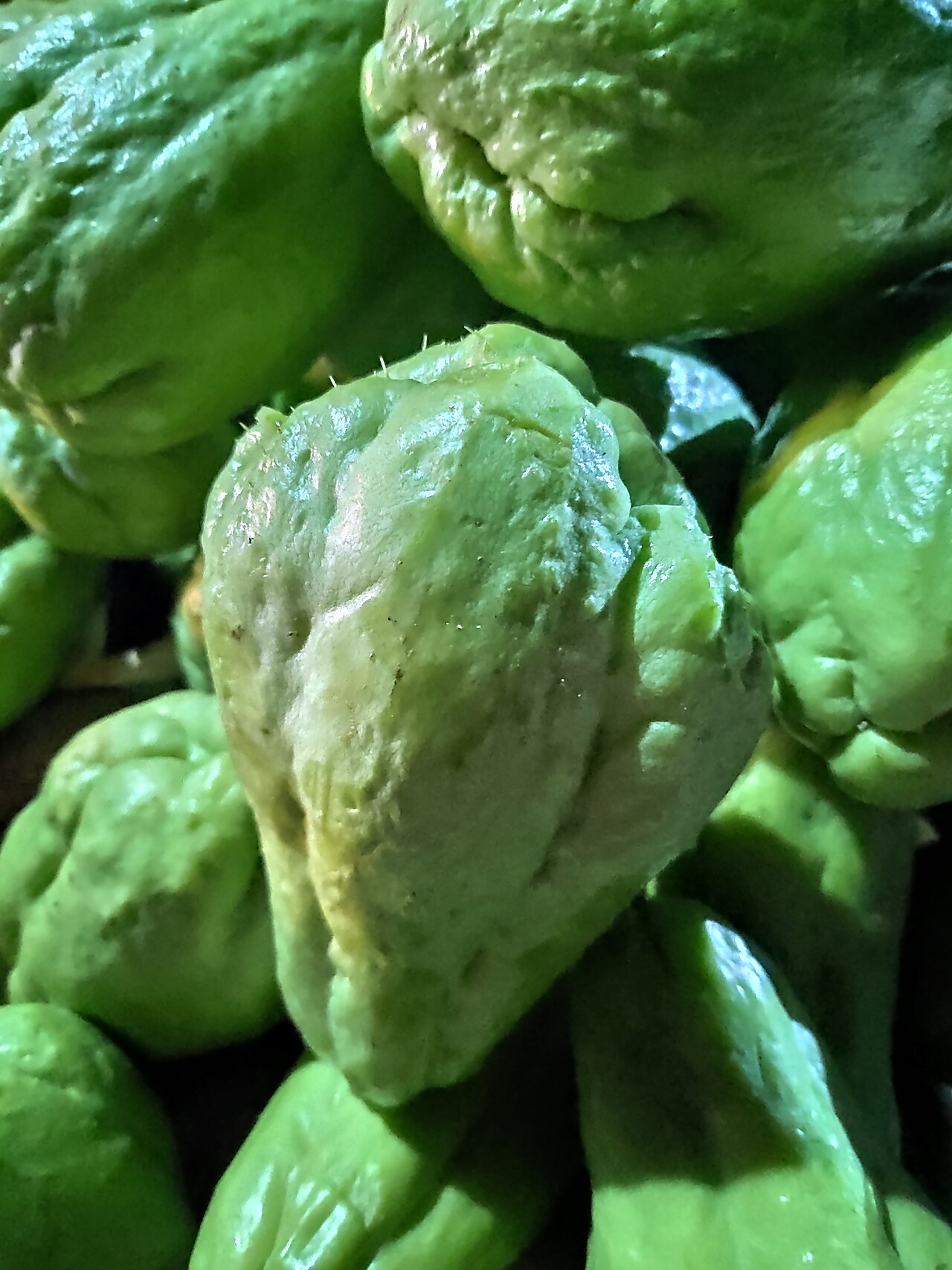 Chayote