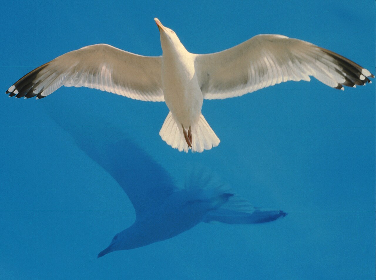 Jonathan Livingston Seagull