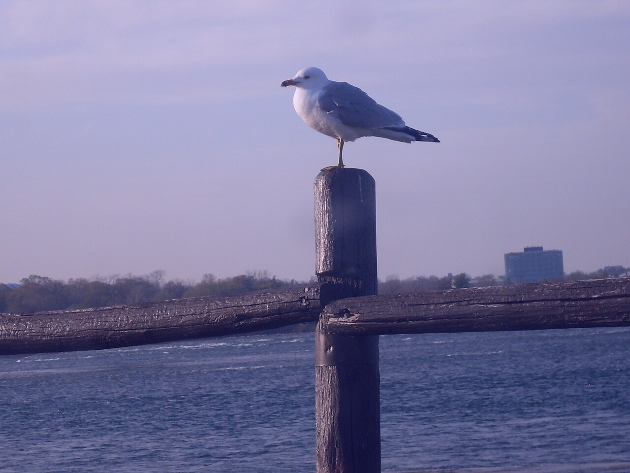 Jonathan Livingston Seagull