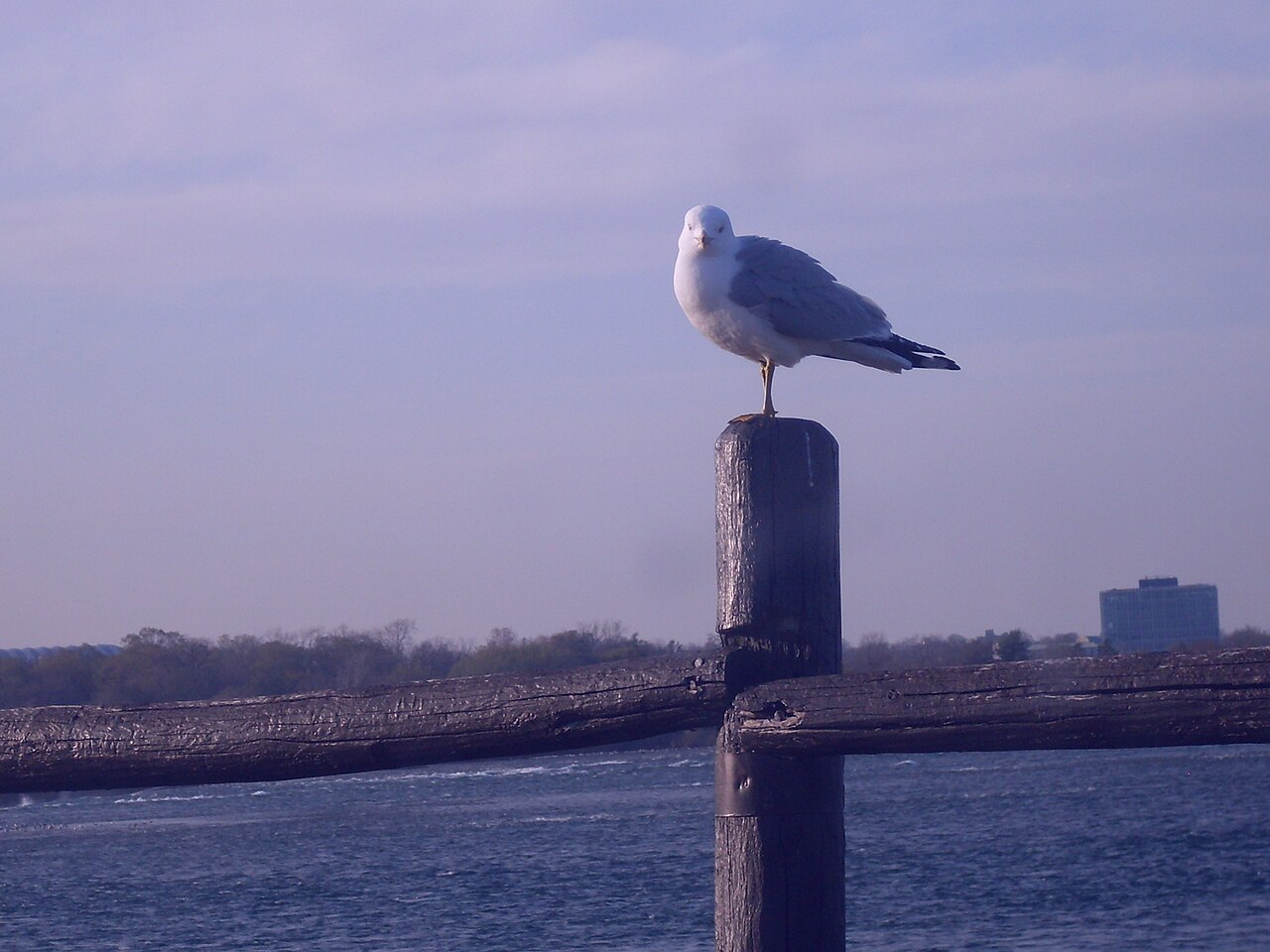 Jonathan Livingston Seagull