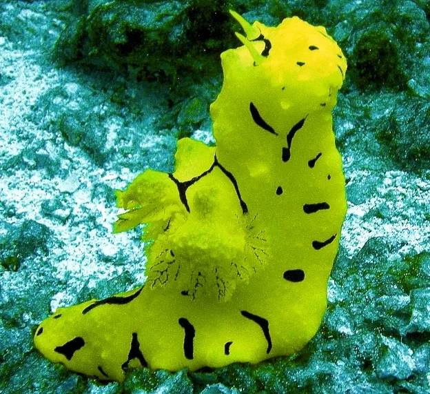 Notodoris minor