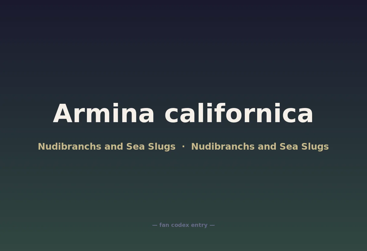 Armina californica