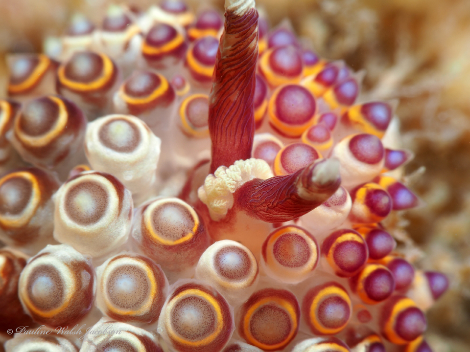 Janolus flavoanulatus