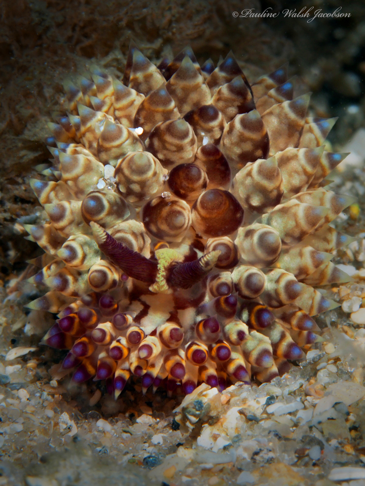Janolus flavoanulatus