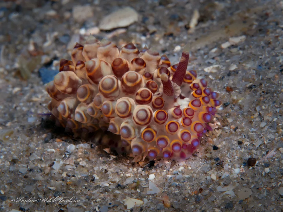 Janolus flavoanulatus