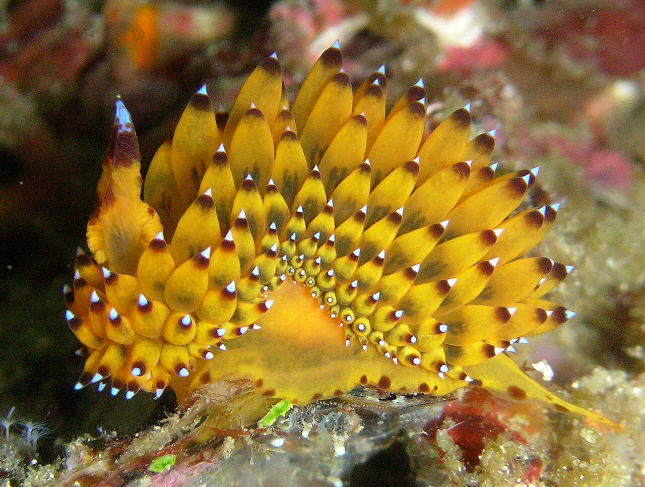 Janolus