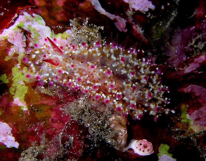 Janolus