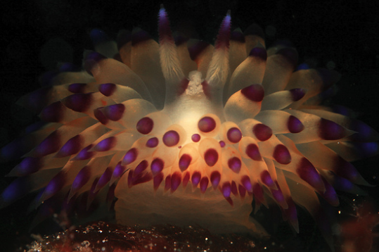 Janolus