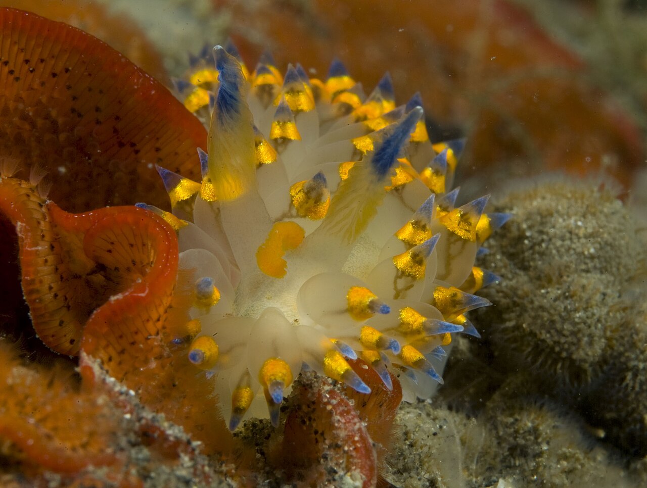 Janolus
