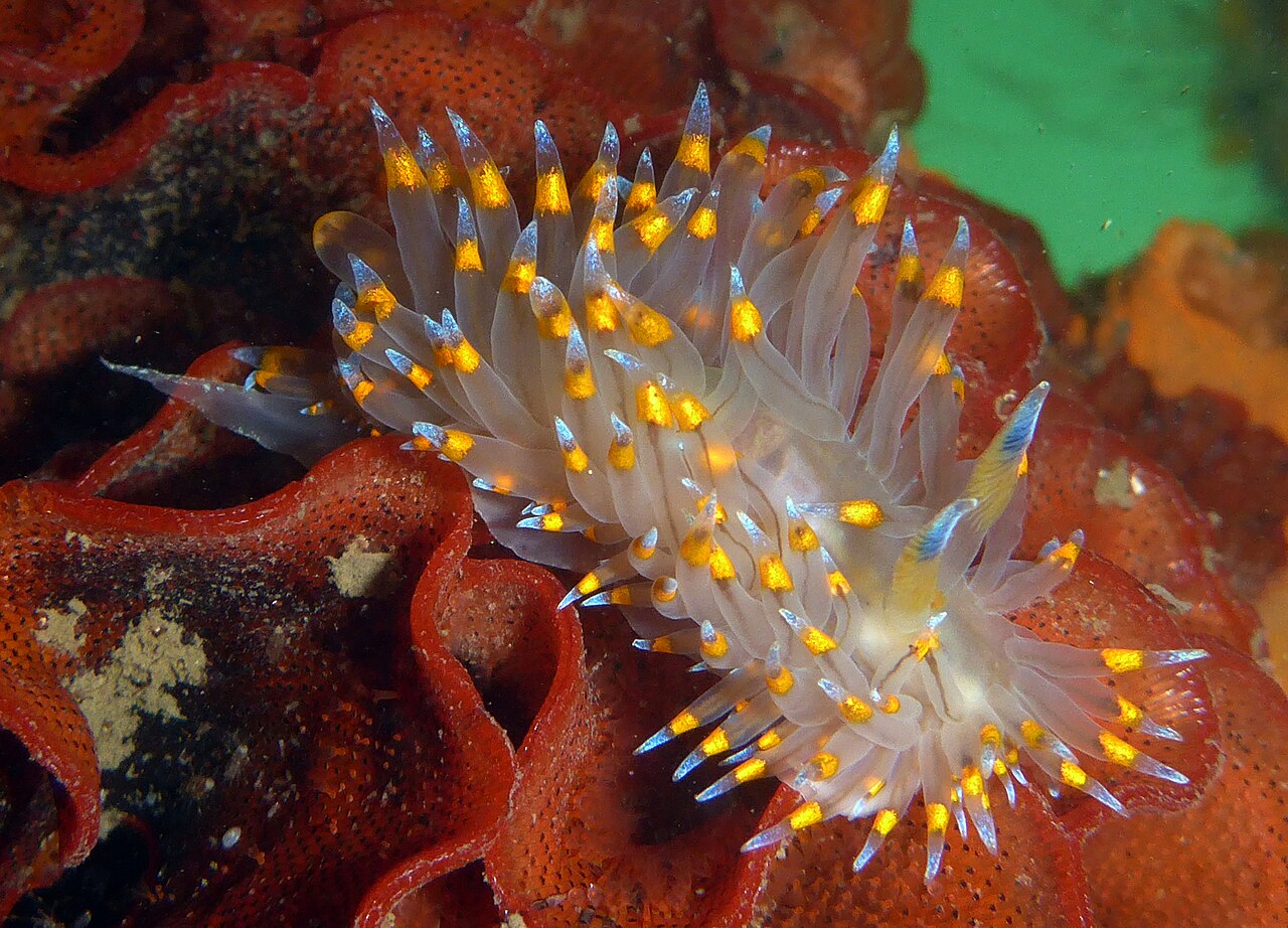 Janolus