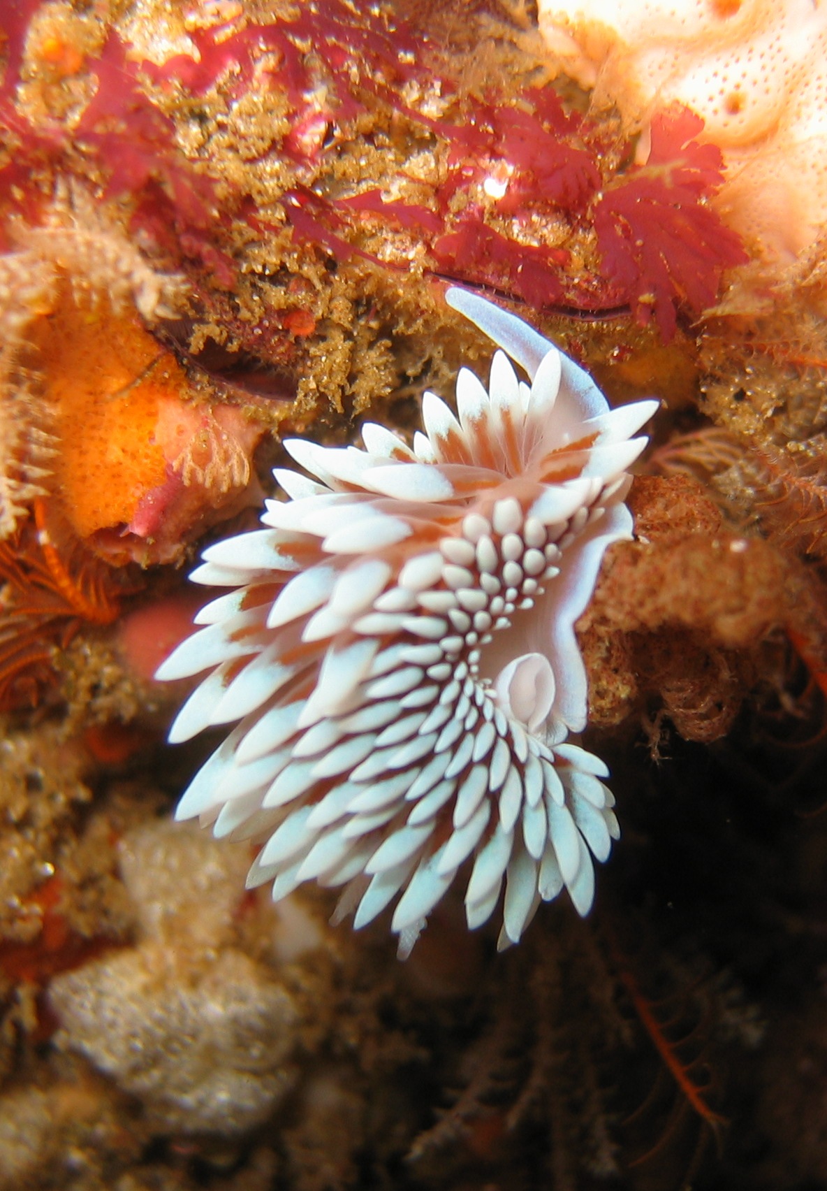 Janolus