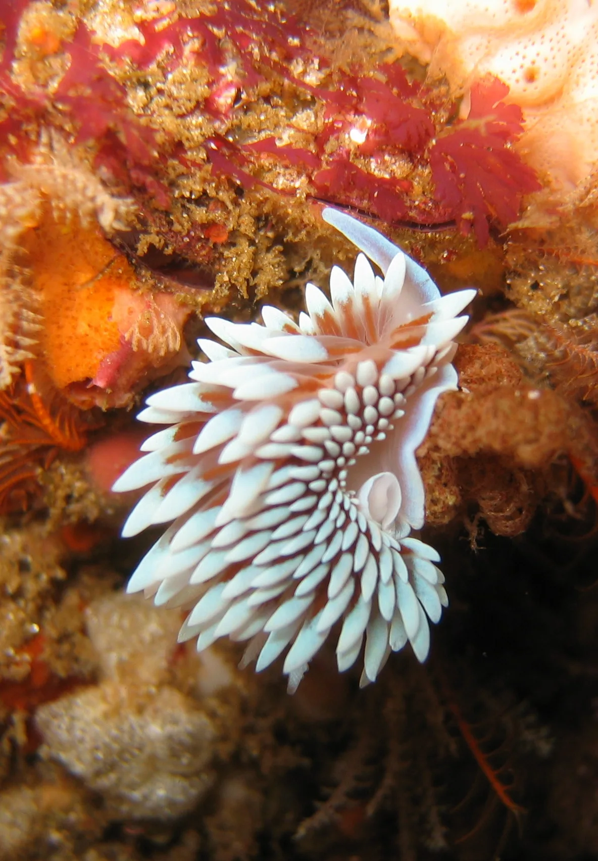 Janolus