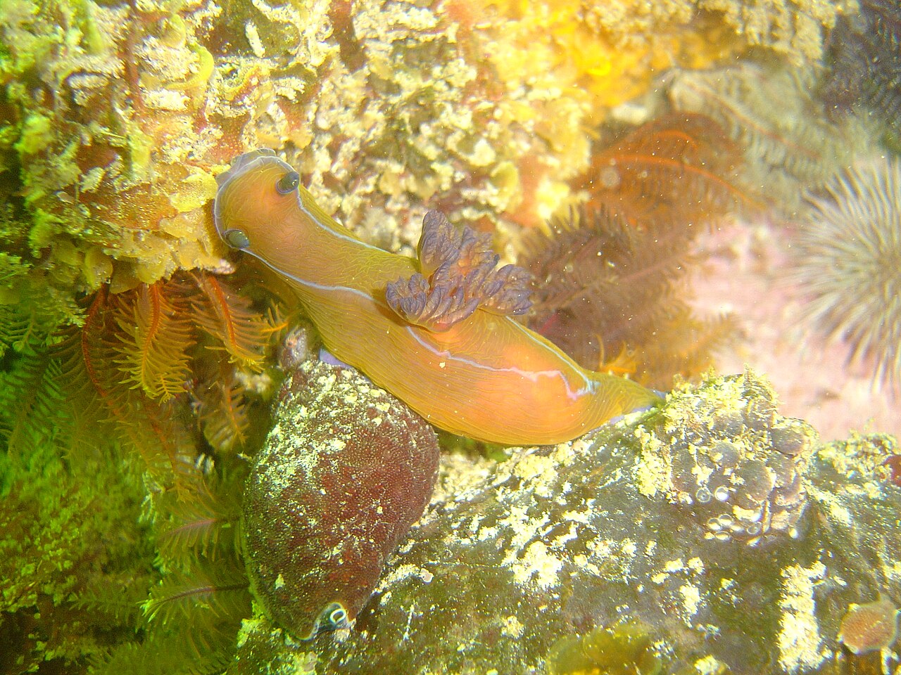Nudibranch