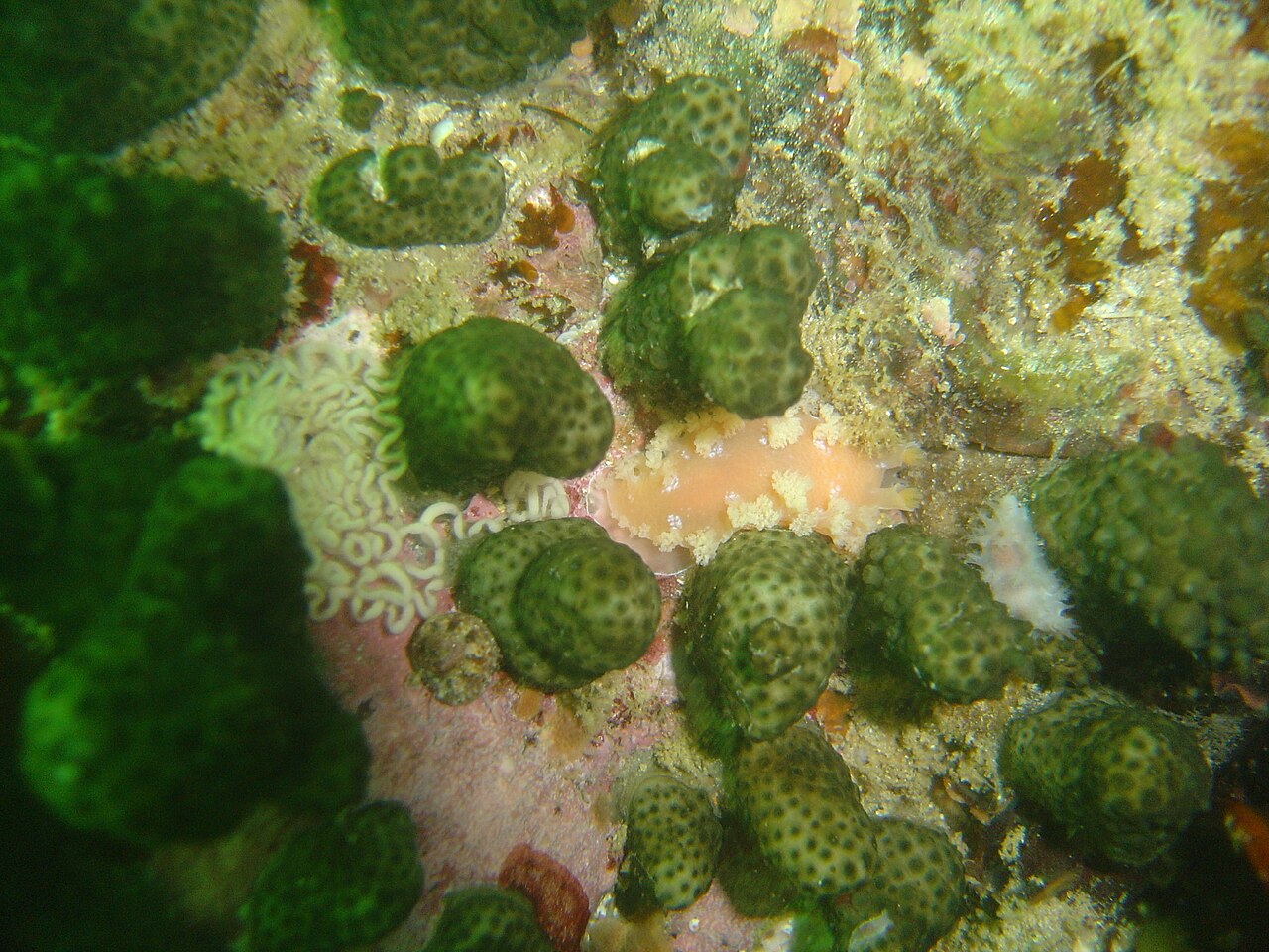 Nudibranch