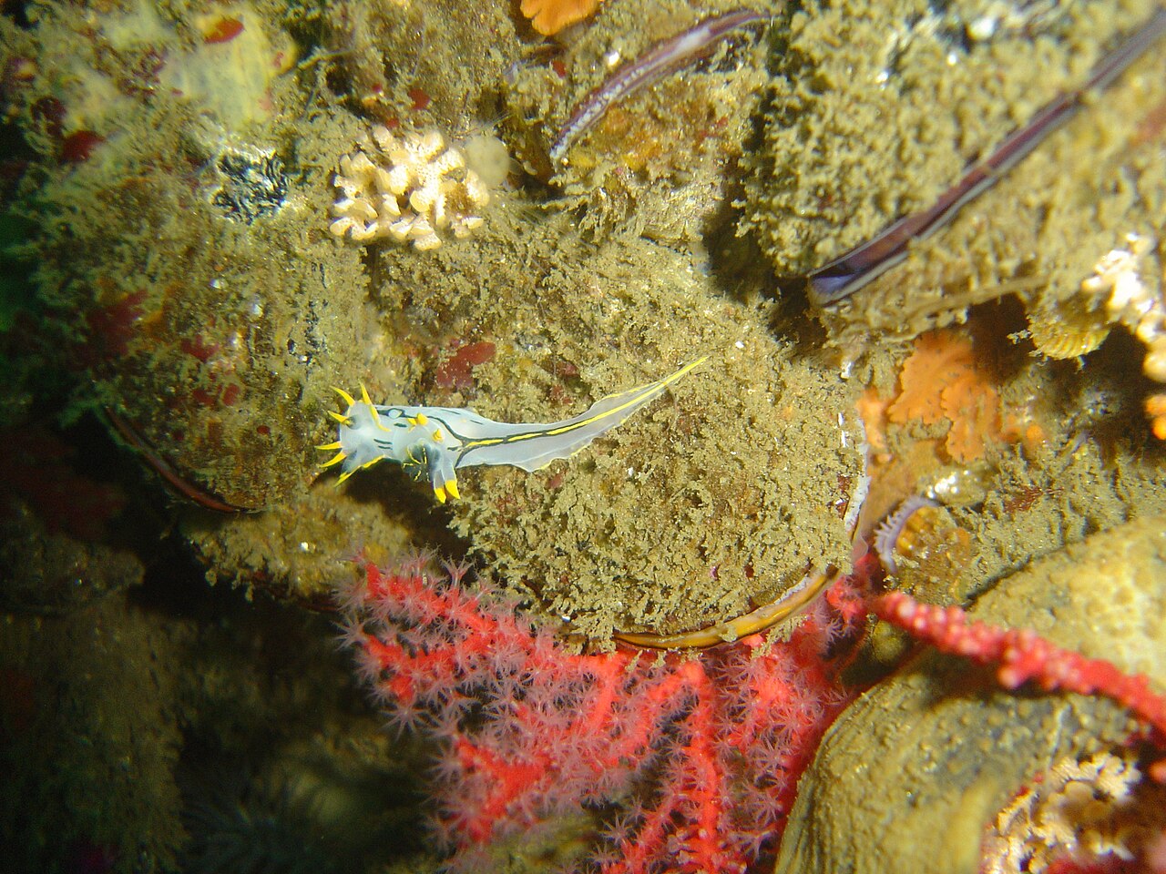 Nudibranch