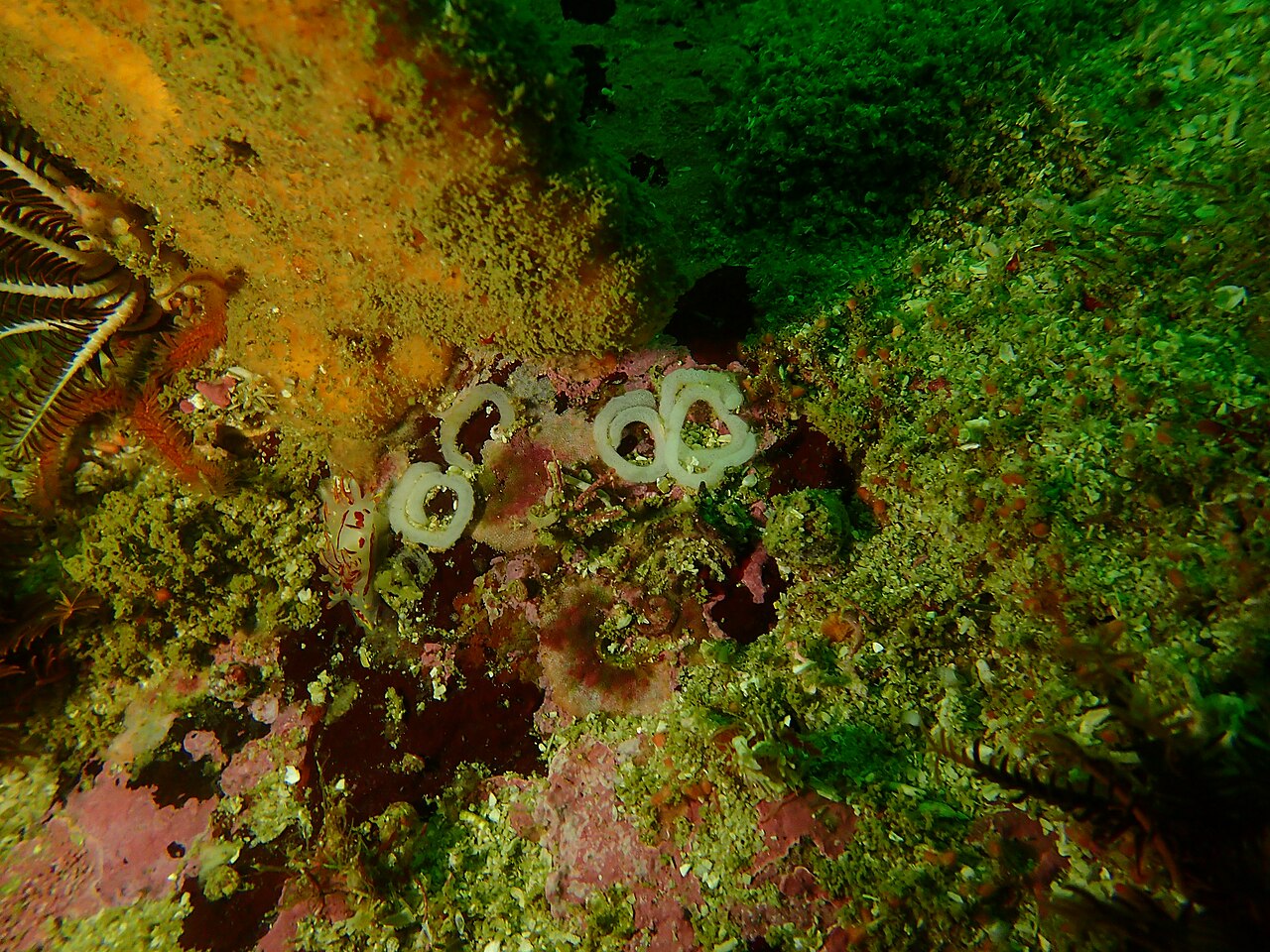 Nudibranch